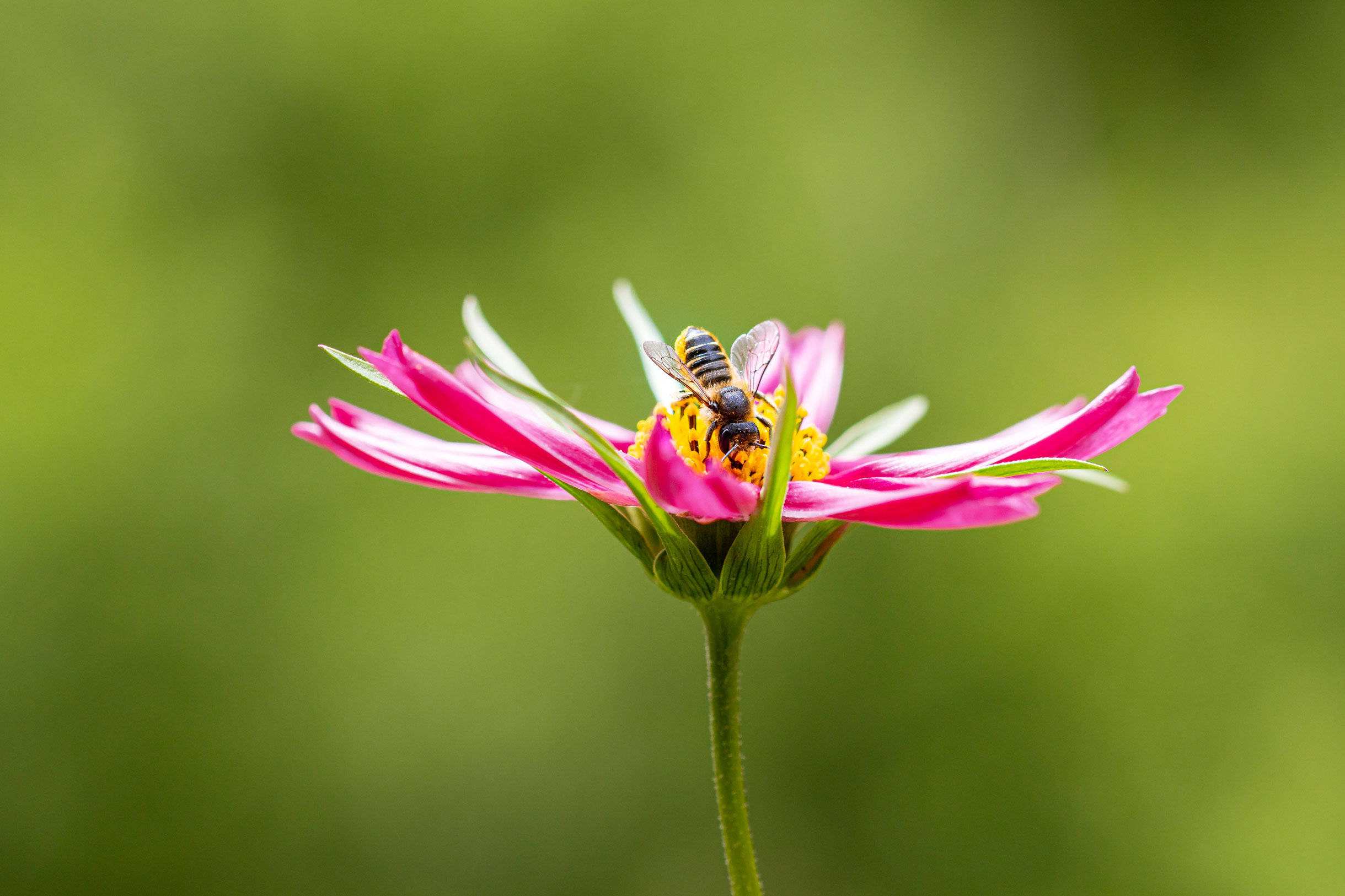 Biodiversity